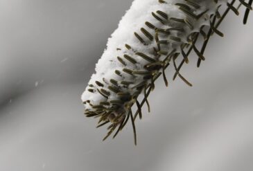猛吹雪