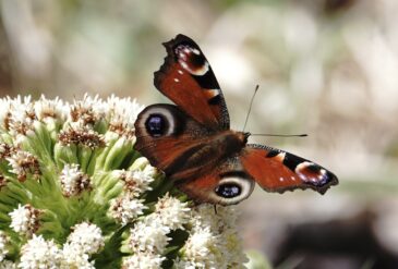クジャクチョウ